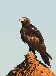 Wedge tailed eagle.jpg